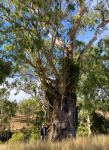 Moreton Bay Ash, Carbeen "Flying Fox Tree" : Corymbia tesselaris