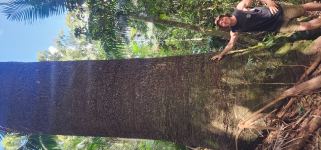 Pine - Bunya (Boothy's Bunya) : Auracaria Bidwillii