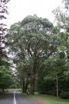 Peppermint - Narrow-leaved : Eucalyptus radiata