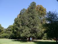 Juniper - Bermuda : Juniperus bermudiana