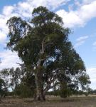 Gum - River Red : Eucalyptus camaldulensis