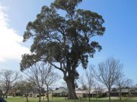 Tuart "Timeless" : Eucalyptus gomphocephala