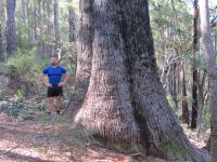Jarrah : Eucalyptus marginata