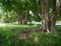 Pecan : Carya illinoiensis