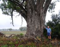 Box - Fuzzy : Eucalyptus conica