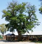 Honey Locust : Gleditsia triacanthos