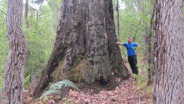 Blackbutt - Swan River,  Yarri : Eucalyptus patens