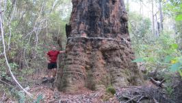 Blackbutt - Swan River, Yarri : Eucalyptus patens