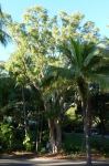 Paperbark - Weeping : Melaleuca leucadendra