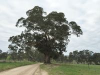 Box - Yellow : Eucalyptus melliodora