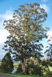 Karri : Eucalyptus diversicolor