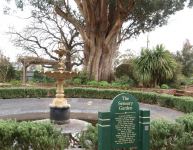 Blue Gum - Tasmanian : Eucalyptus globulus