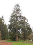 Pine - Ponderosa : Pinus ponderosa