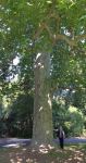 Plane - London : Platanus x hispanica