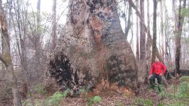 Marri "Treen" : Corymbia calophylla