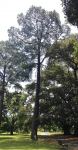 Pine - Canary Island : Pinus canariensis