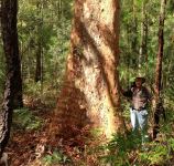 Gum - Sydney Red, Rusty : Angophora costata