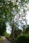 Crow's Ash, Australian Teak : Flindersia australis