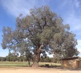Box - Red : Eucalyptus polyanthemos