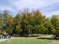 Oak - White Swamp : Quercus bicolor