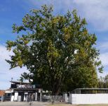 Poplar - Cottonwood : Populus deltoides