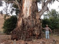 Gum - Manna, Ribbon : Eucalyptus viminalis