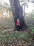 Bloodwood - Red : Corymbia gummifera