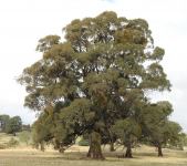 Peppermint - Narrow-leaved : Eucalyptus radiata