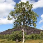 Gum - Poplar : Eucalyptus platyphylla