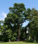 Milky Pine : Alstonia scholaris