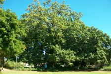 Oak : Quercus robur