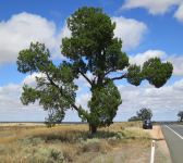 Pine - Murray : Callitris preissii  subsp. preissii