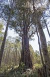 Stringybark - Messmate : Eucalyptus obliqua