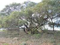 Mallee - Box : Eucalyptus porosa