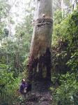 Gum - Flooded : Eucalyptus grandis