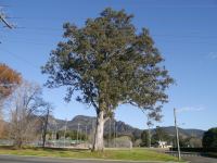 Gum - Forest Red : Eucalyptus tereticornis