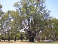 Gum - River Red : Eucalyptus camaldulensis