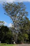 Gum - Forest Red : Eucalyptus tereticornis