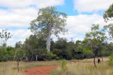 Bottle - Broad-leaved : Brachychiton australis