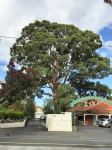 Gum - Sydney Red, Rusty : Angophora costata