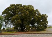 Fig - Moreton Bay : Ficus macrophylla