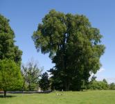 Elm - English : Ulmus procera