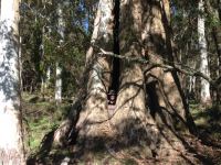 Gum - Mountain Grey, Monkey : Eucalyptus cypellocarpa