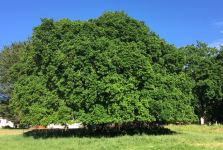 Oak - White : Quercus alba
