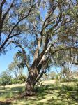 Box - Long-leaved, Bundy : Eucalyptus goniocalyx