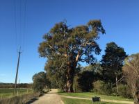 Gum - River Red : Eucalyptus camaldulensis