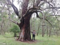 Stringybark - Red : Eucalyptus marcorhyncha