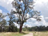 Gum - Blakely's Red : Eucalyptus blakelyi