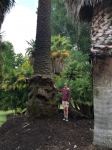 Palm - Canary Island Date : Phoenix canariensis