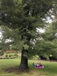 Elm - Variegated Smooth-leaved : Ulmus minor "variegated"